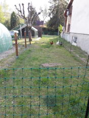 Polli in giardino con Omlet recinto per polli