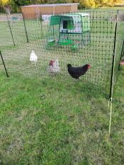 Un pollaio e tre polli nel loro recinto