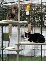 I gatti lo adorano!