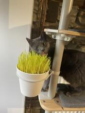 Un gatto grigio accanto alla pianta installata sul suo albero di gatto interno