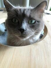 Gatto che sbircia attraverso l'amaca di rachel stanbury 