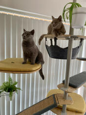 Fudge e teddy adorano il loro albero per gatti e ci piace poter interagire con loro ad altezza d'uomo.