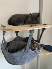 Due gatti grigi che si rilassano sul loro albero di gatto interno