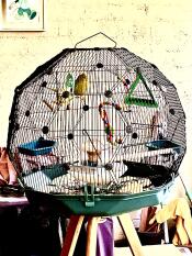 Gli uccelli amano la loro nuova gabbia per uccelli Omlet Geo !