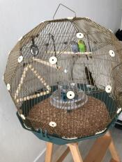Geo gabbia per uccelli con due pappagallini con Gogabbia ld e base teal