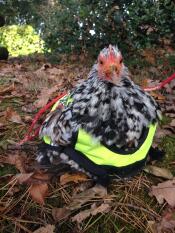 Un pollo con una giacca ad alta visibilità seduto fuori in alcune foglie autunnali