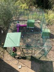 Vista dall'alto di Omlet walk in rabbit run con verde Eglu conigliera