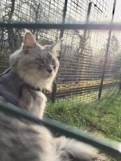 Un gatto bianco e grigio all'interno di un walk in run in un giardino