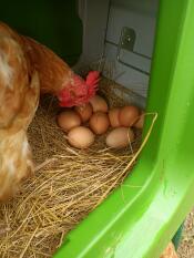 Una gallina che fa il controllo di qualità delle sue uova nel suo nido