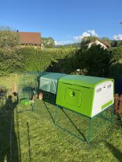 Grande pollaio verde con una corsa una copertura e una mangiatoia