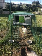 Omlet verde Eglu Cube grande pollaio e correre con Omlet walk in chicken run