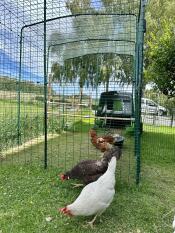 Polli che beccano fuori dal loro recinto.