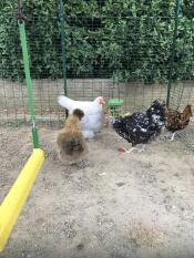 Galline che si Godono il loro giocattolo di beccate.
