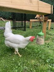 Una bella gallina bianca che becca un giocattolo da beccare.