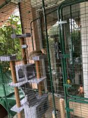 Omlet catio con albero per gatti e gatto dentro