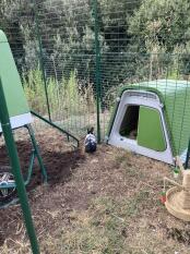 Un Eglu Go attaccato a una roulotte di pollo a bassa quota.