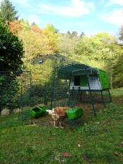 L'autunno si sta stabilendo intorno ai nostri pulcini e ai loro grandi Eglu Cube ;-)