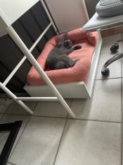 Un gatto grigio che gioca nella sua cuccia rosa