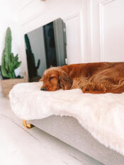 Un cane che dorme pacificamente sul topper di pelle di pecora di questo letto