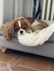 Così confortevole 