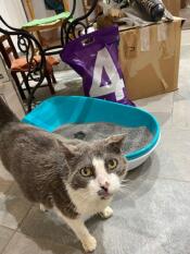Gatto davanti alla lettiera con Omlet lettiera per gatti 4 clay cat litter clumping