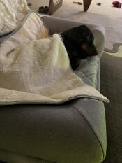 Buddy ama il suo letto e la sua coperta Omlet