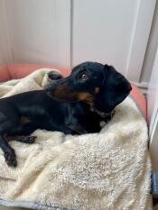 Adorabile coperta per cani morbidissima!
