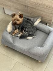 Un piccolo cane che si Gode la sua coperta e il suo letto