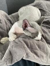 Un gattino grigio che si Gode la sua coperta