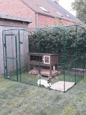 Omlet walk in rabbit run con conigliera in legno e coniglio