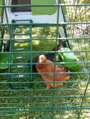 Una gallina in un pollaio Omlet.