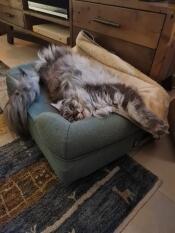 Un gatto maine coon che si stiracchia nel suo letto a bolster verde