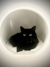 Un gatto nero che riposa nella sua casetta