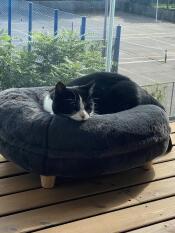 Un gatto che riposa comodamente nel suo letto grigio a forma di ciambella