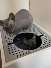 Due gatti e la loro lettiera