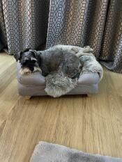 Un cane grigio che riposa nella sua cuccia