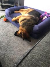 Il mio cane da salvataggio caesar. letteralmente 2 ore dopo essere arrivato a casa mia.