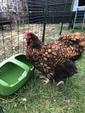 Una gallina che beve dal suo abbeveratoio