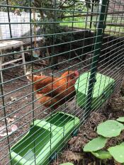 Una gallina che becca del cibo dalla sua mangiatoia di plastica verde