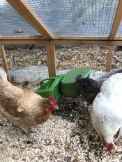 Le ragazze che si Godono la loro nuova mangiatoia!