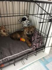 Un piccolo cane marrone in una nicchia Fido Nook con un letto grigio all'interno