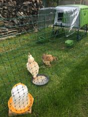 Polli dietro il recinto del pollo con un grande pollaio verde Cube 