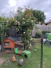 Un recinto per polli intorno a un intero giardino