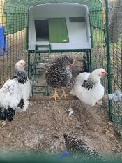 Tre polli appollaiati su Omlet universale pollo persico all'interno della corsa di verde Eglu Cube grande pollaio