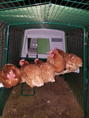Cinque galline marroni sedute su un trespolo in una pista con un grande pollaio verde
