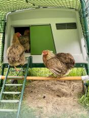 Un trespolo attaccato a un recinto per polli
