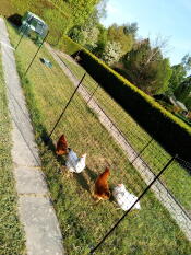 Omlet Eglu Cube grande pollaio e correre con i polli e Omlet pollo recinzione in giardino