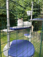 Amo il mio catio, gingypaws ????????????????
