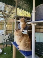 Tom e jerry si Godono il loro nuovo recinto per gatti 5 x 3 x 2 e i loro trespoli