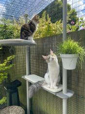 Due gatti in un giardino soleggiato, seduti sul loro albero per gatti all'aperto